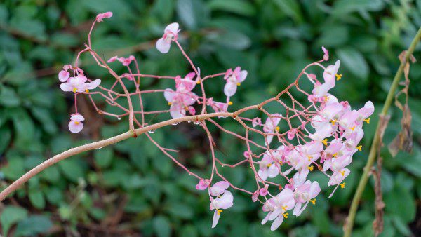 Pink flowers blossoming off of a branch